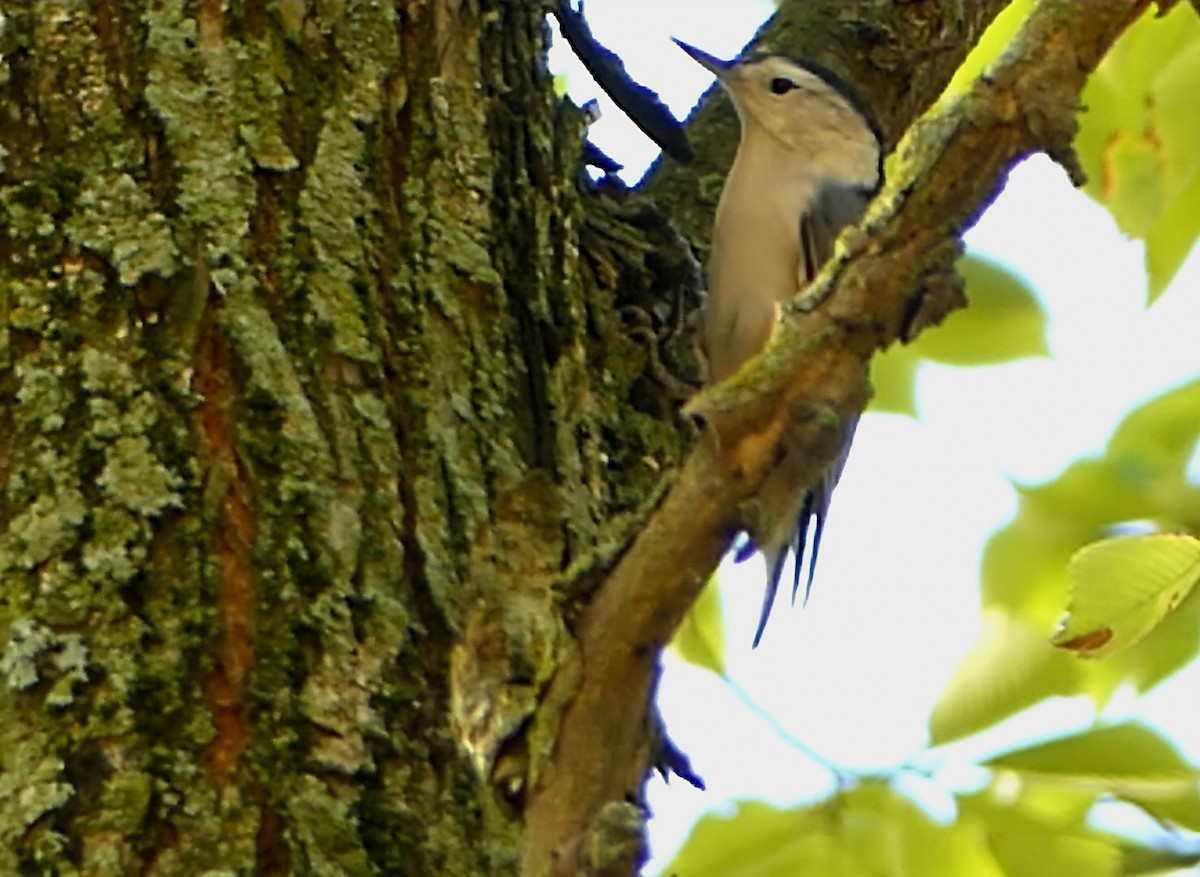 White-breasted Nuthatch - ML624218708