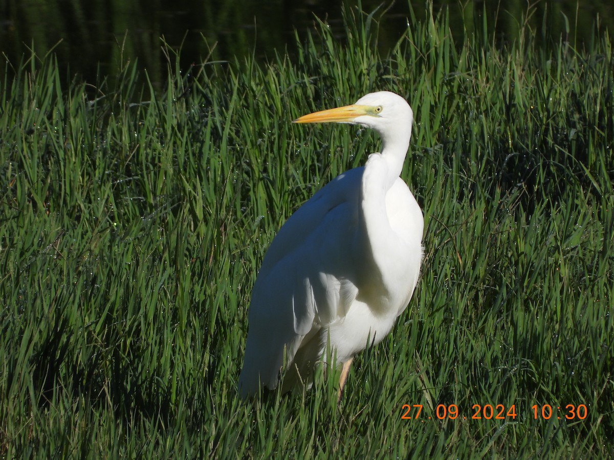 Great Egret - ML624218709