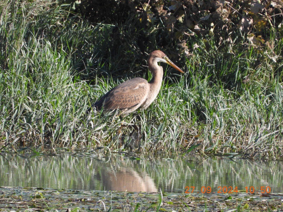 Purple Heron - José Ignacio Sáenz Gaitan