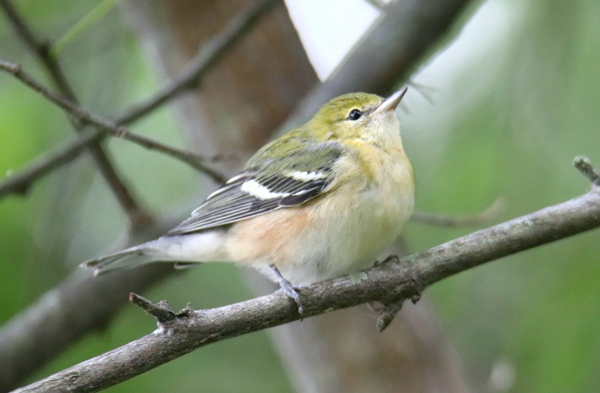 Bay-breasted Warbler - ML624218729