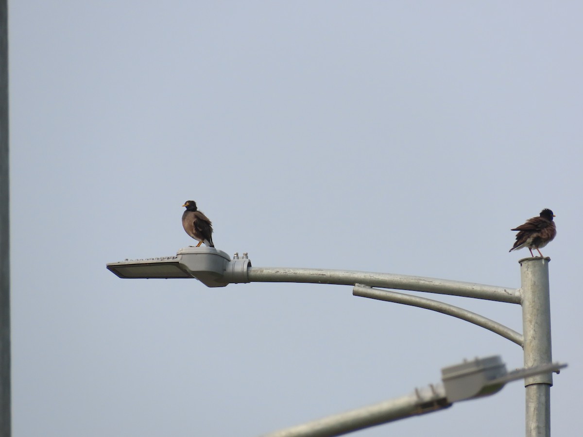 Common Myna - ML624218732