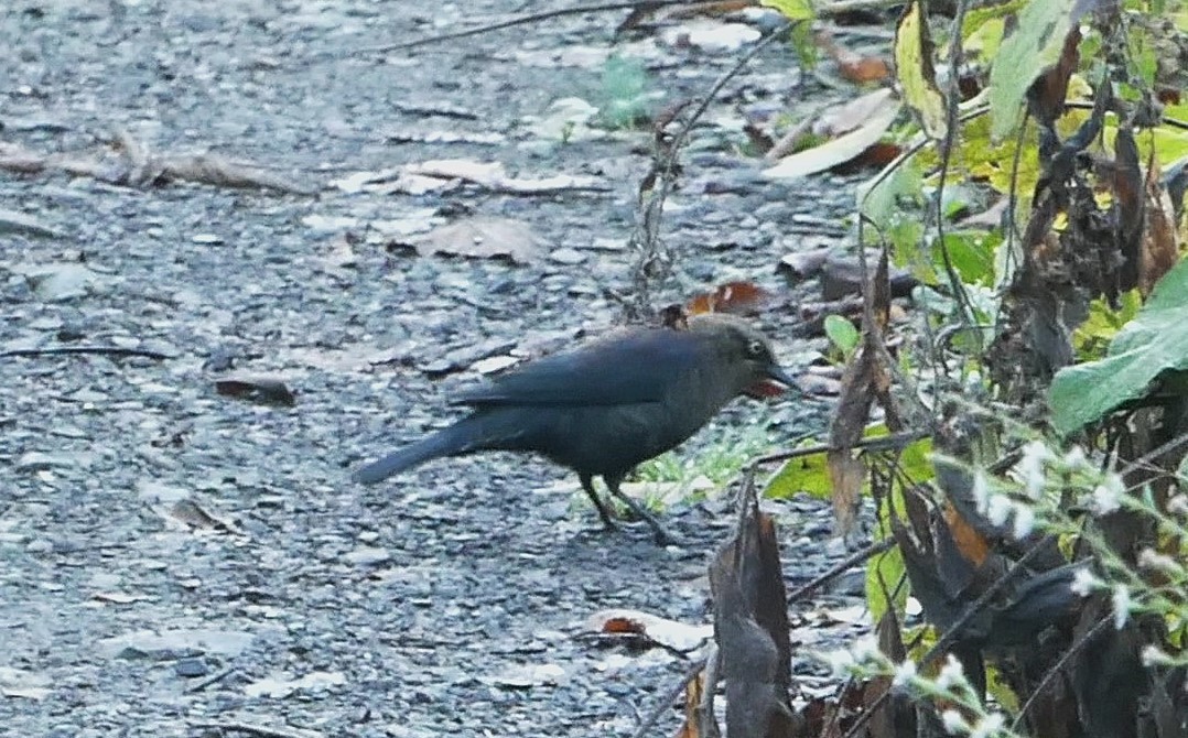 Rusty Blackbird - ML624218736