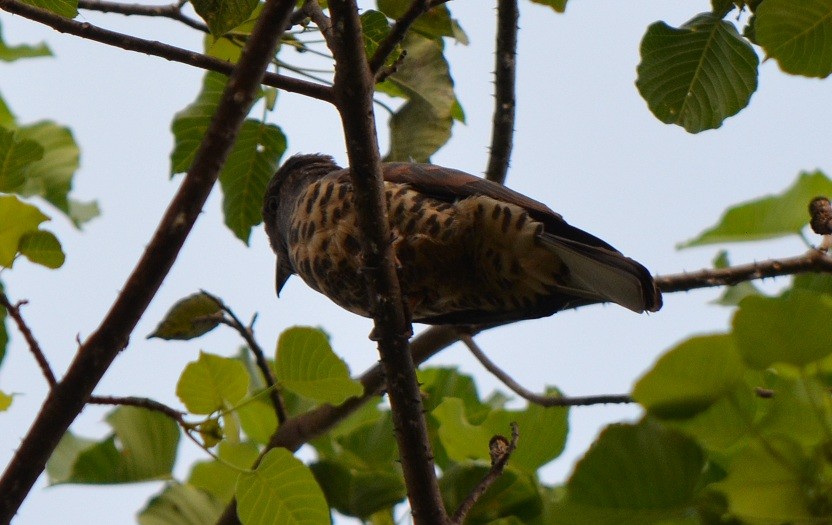 Cuckoo-roller - ML624218745