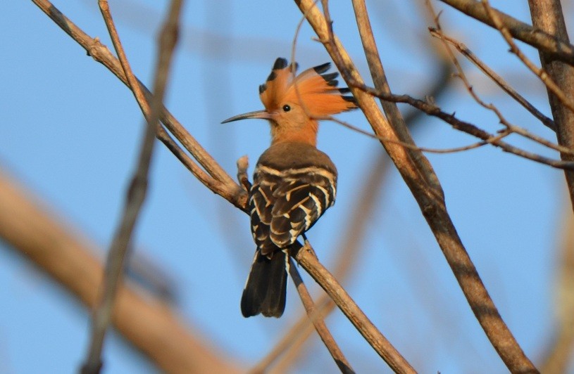 Madagascar Hoopoe - ML624218768