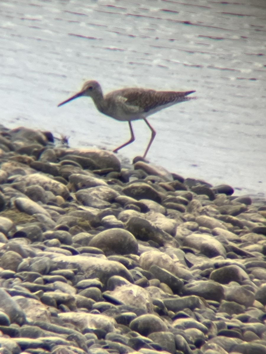 Greater Yellowlegs - ML624218774