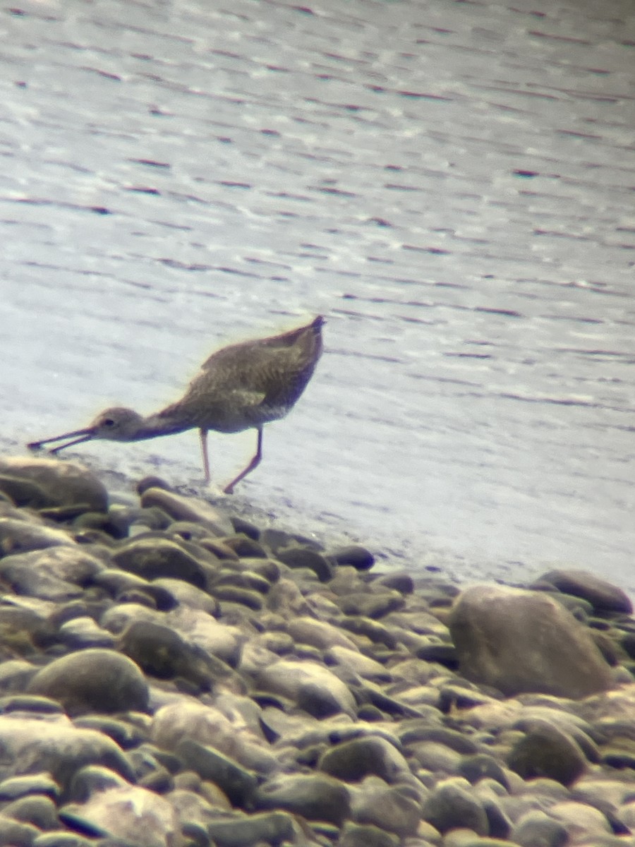 Greater Yellowlegs - ML624218775