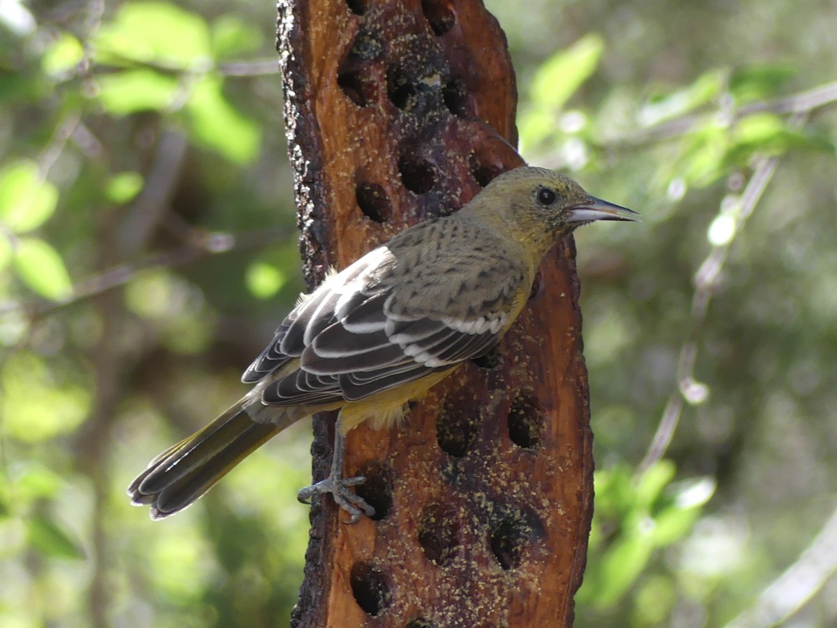 Scott's Oriole - ML624218777