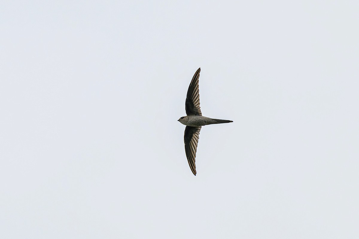 Asian Palm Swift - Sudhir Paul