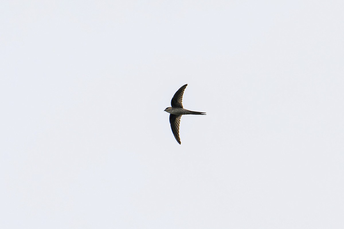 Asian Palm Swift - ML624218786