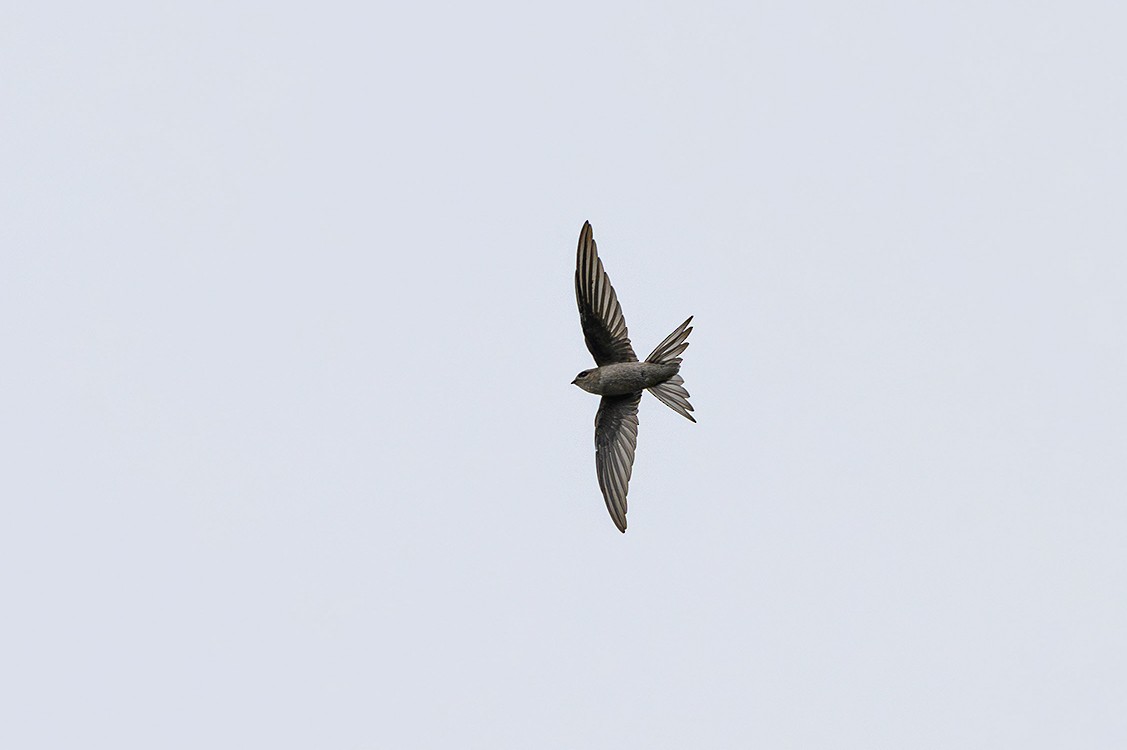 Asian Palm Swift - ML624218791