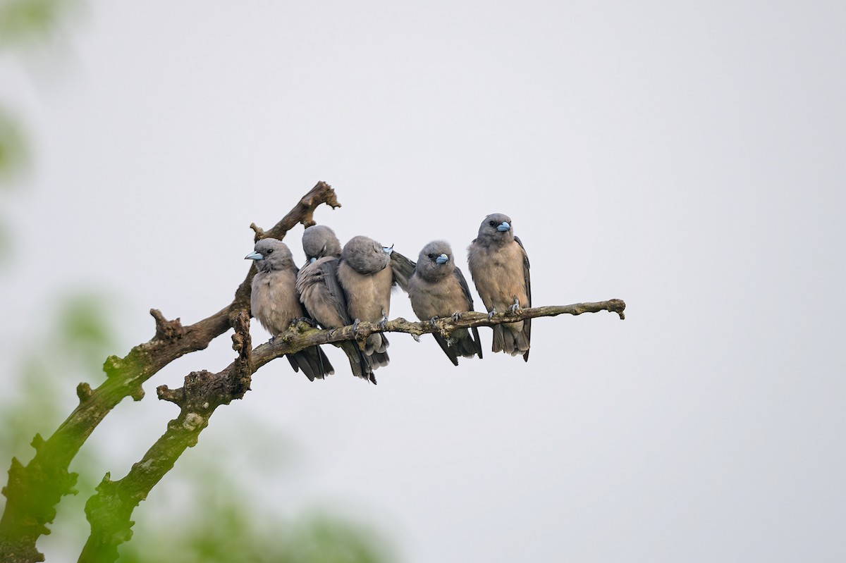 Ashy Woodswallow - ML624218795