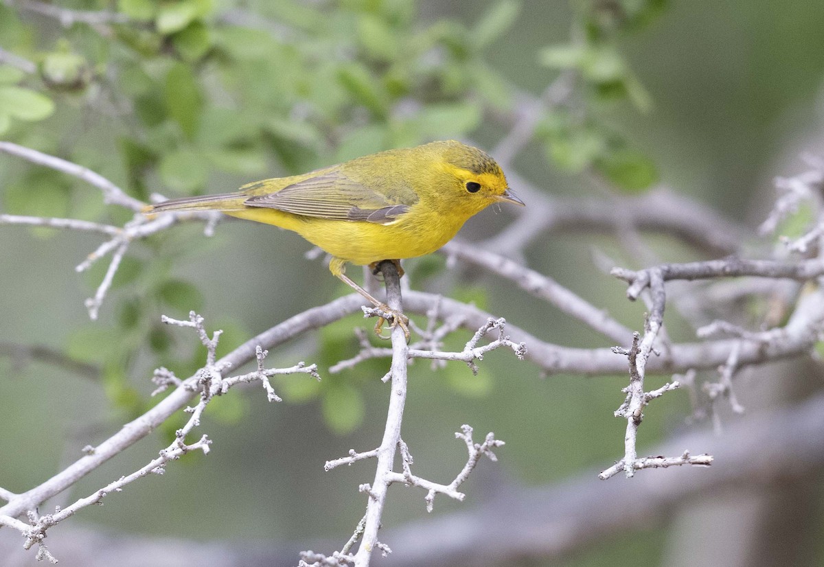 Wilson's Warbler - Michael Moshier