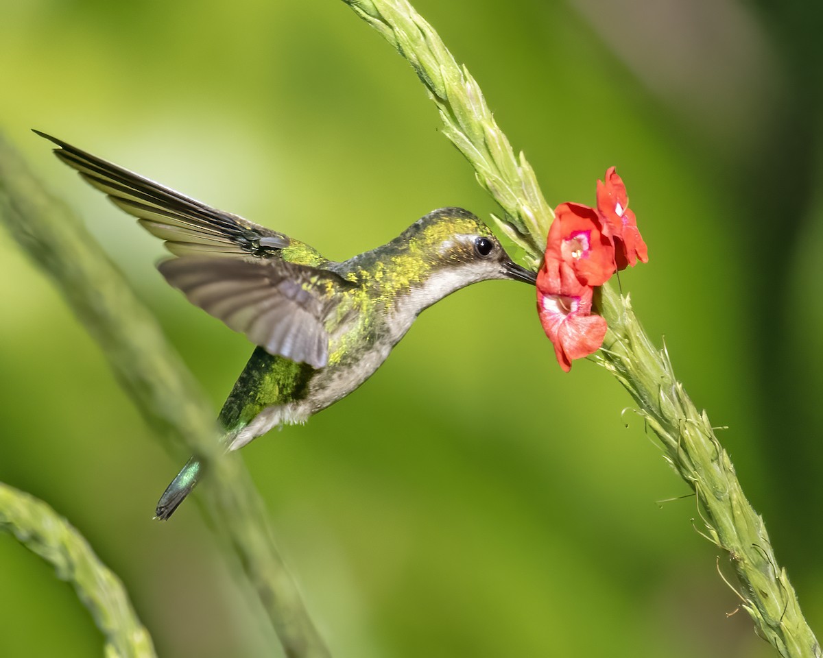 Gartensmaragdkolibri - ML624218817