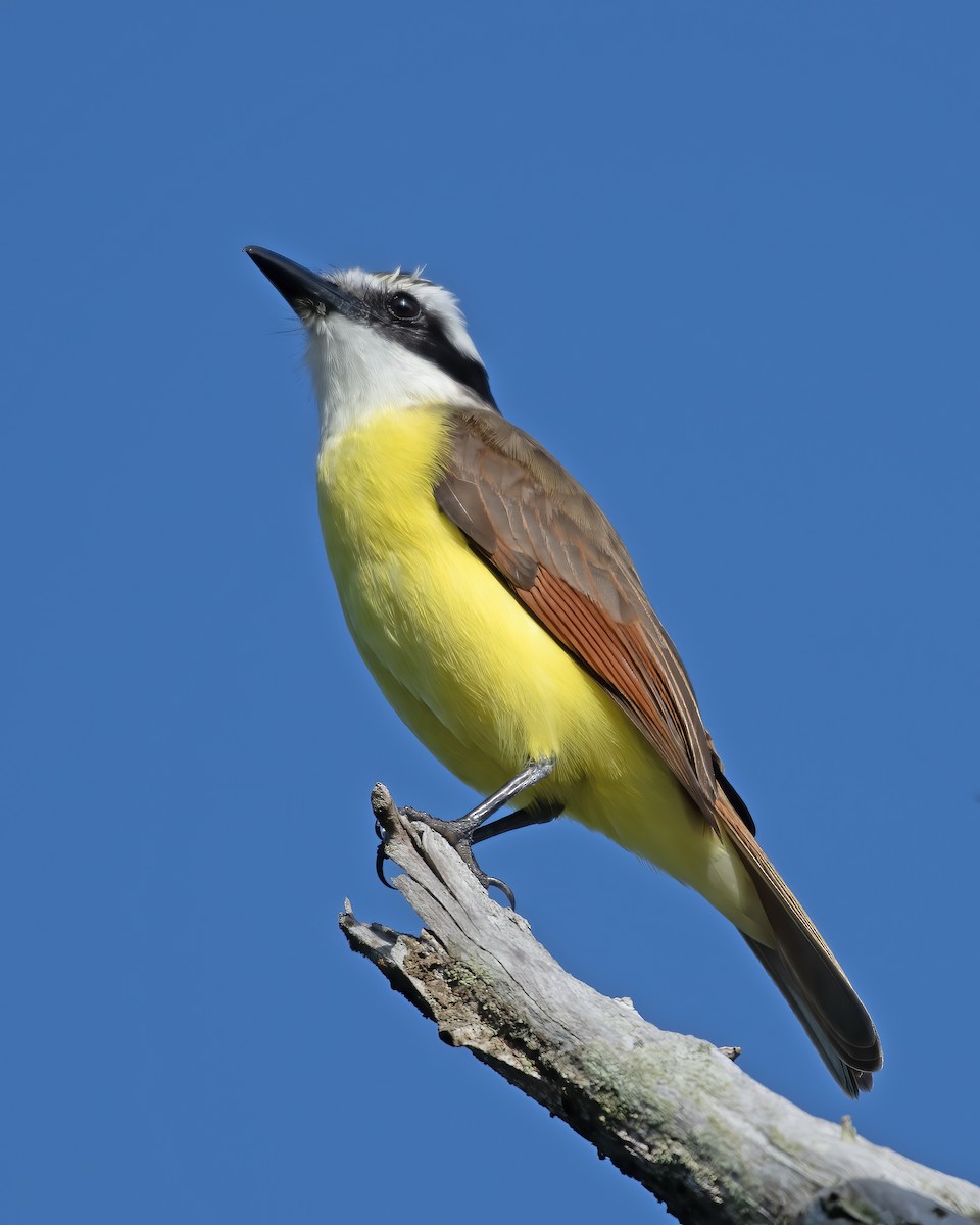 Great Kiskadee - ML624218820