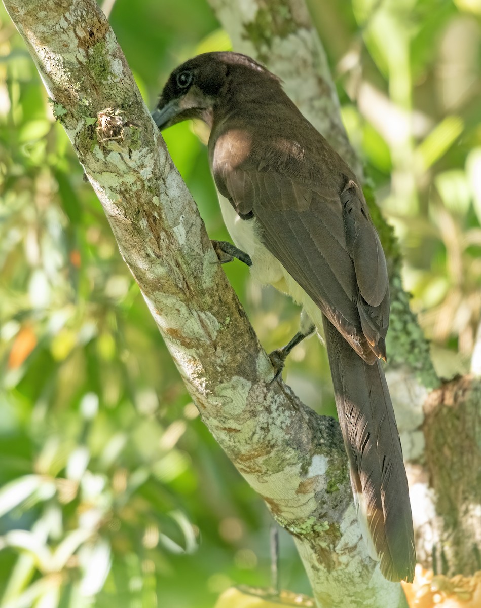 Brown Jay - ML624218822