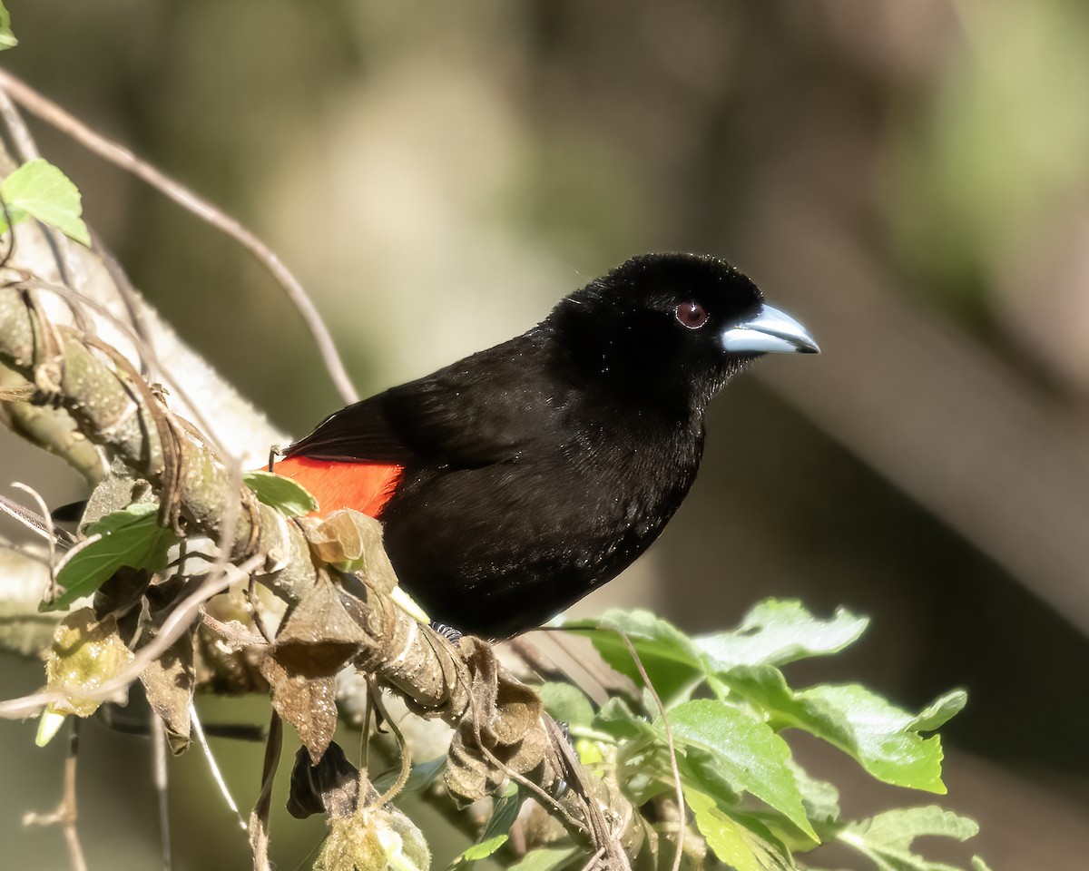 Scarlet-rumped Tanager - ML624218823