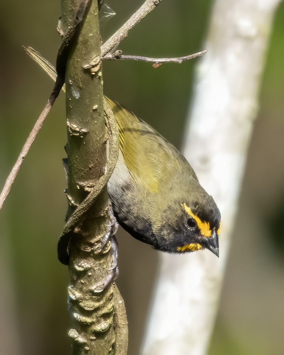 Yellow-faced Grassquit - ML624218832