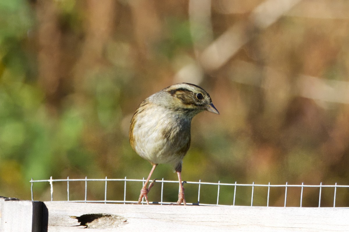 Swamp Sparrow - ML624218833