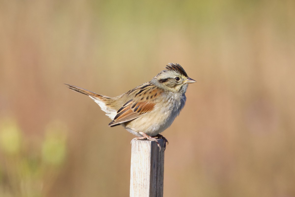 Swamp Sparrow - ML624218834