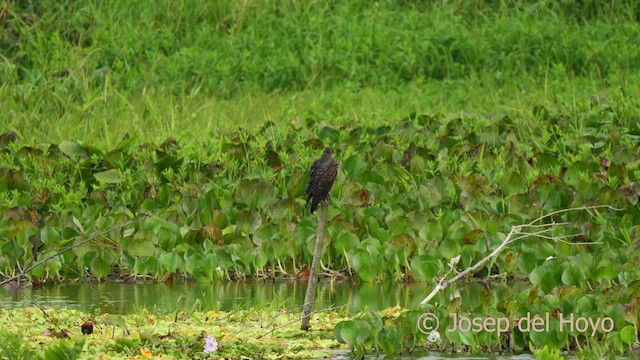 Snail Kite - ML624218839