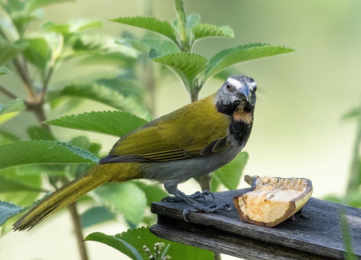 Buff-throated Saltator - ML624218841