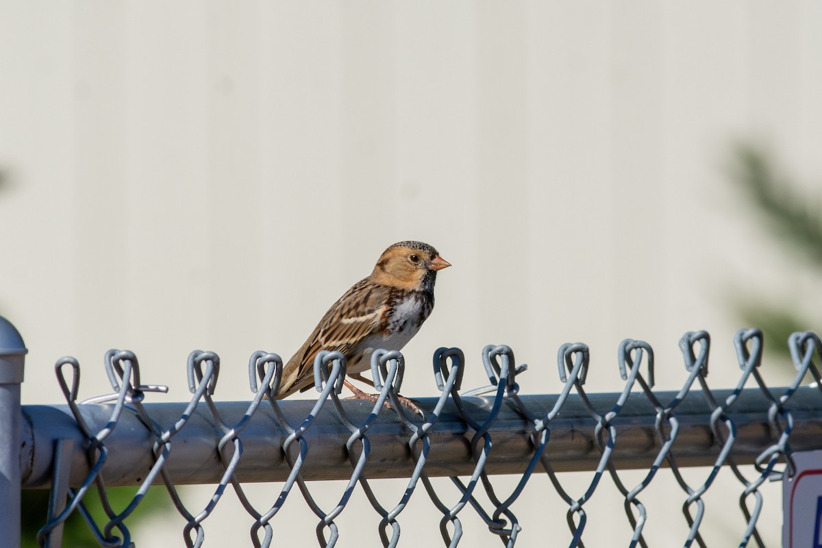 Harris's Sparrow - ML624218843