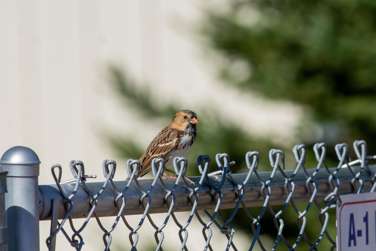 Harris's Sparrow - ML624218844