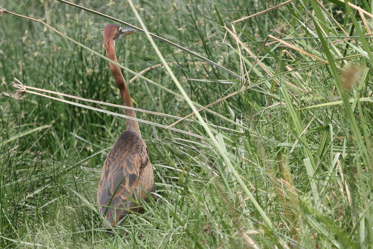 Purple Heron - Carolyn Leifer