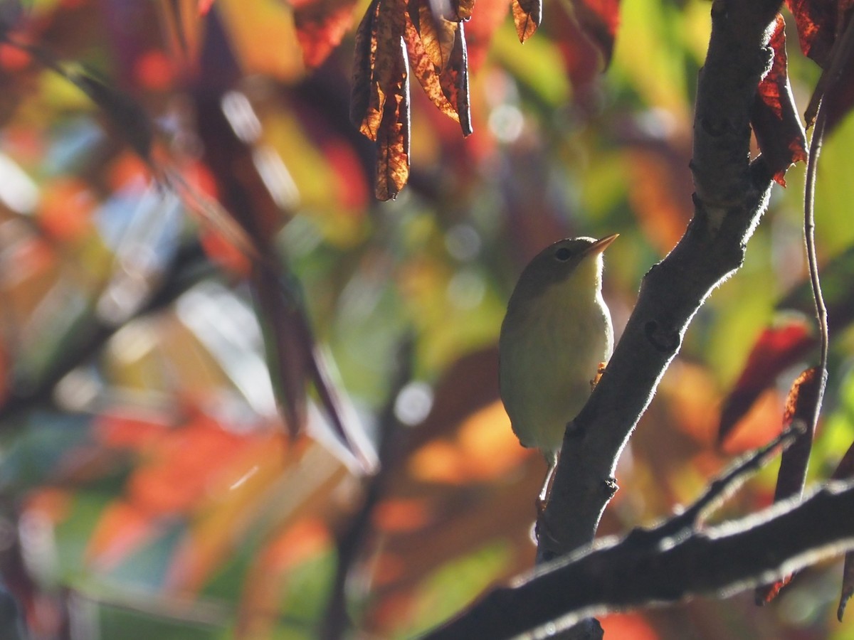 Common Yellowthroat - ML624218881