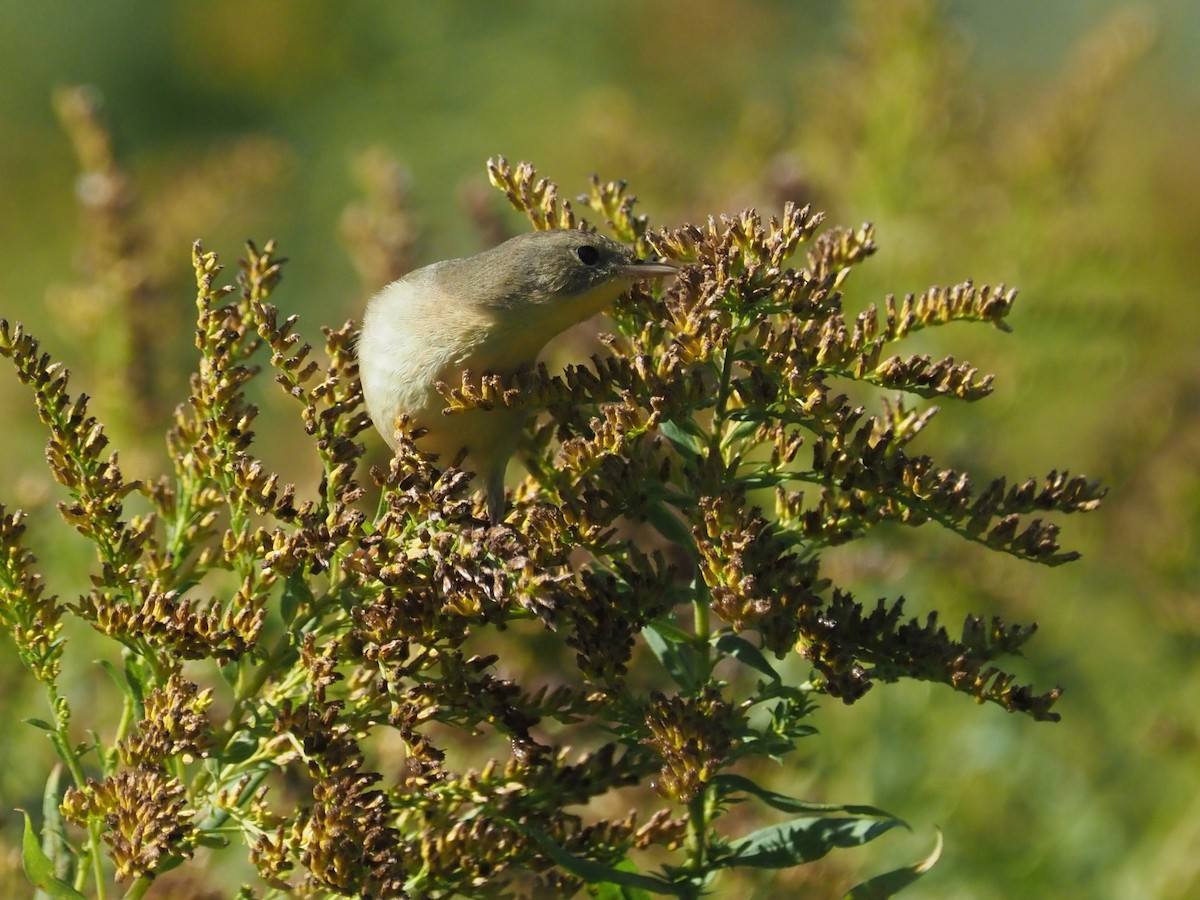 Common Yellowthroat - ML624218895