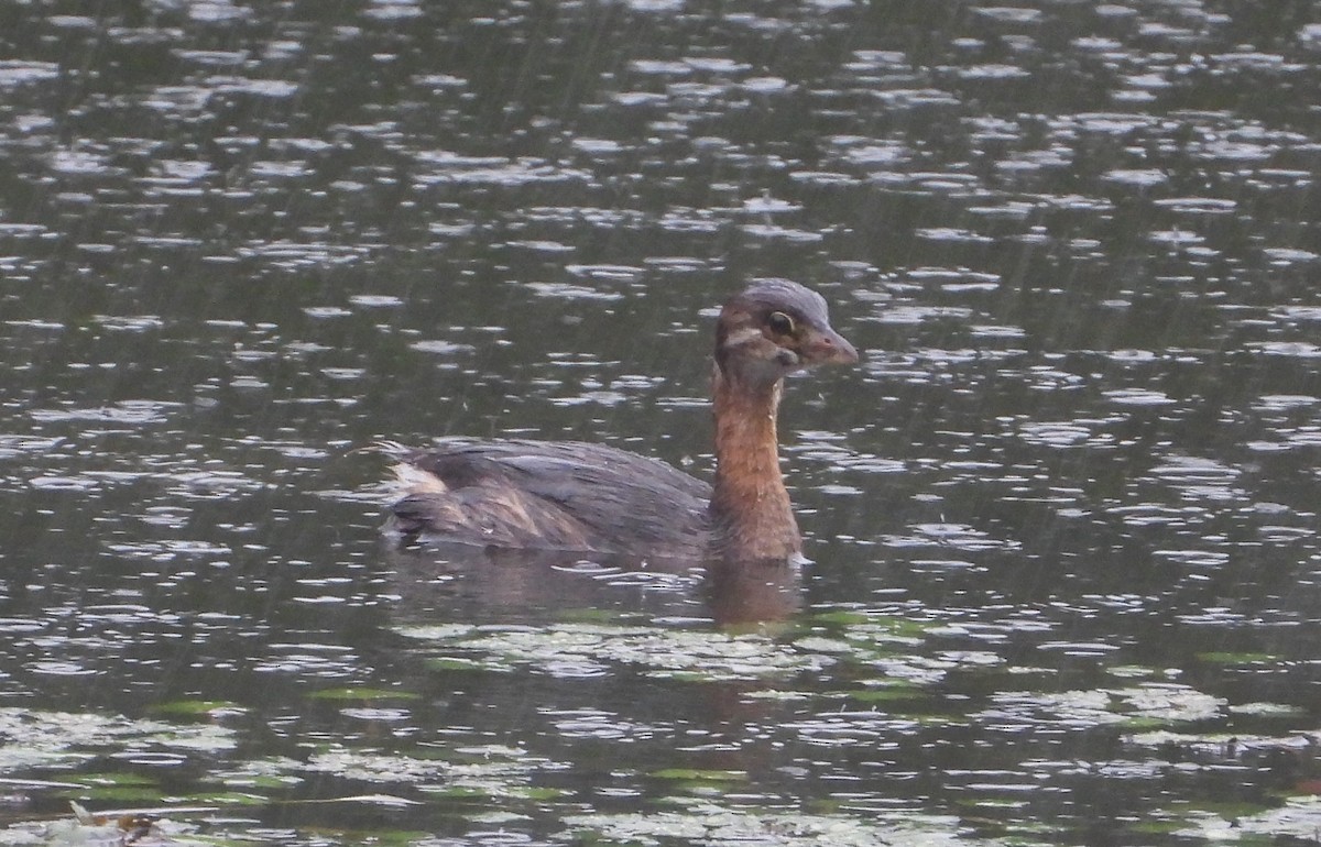 Pied-billed Grebe - ML624218917