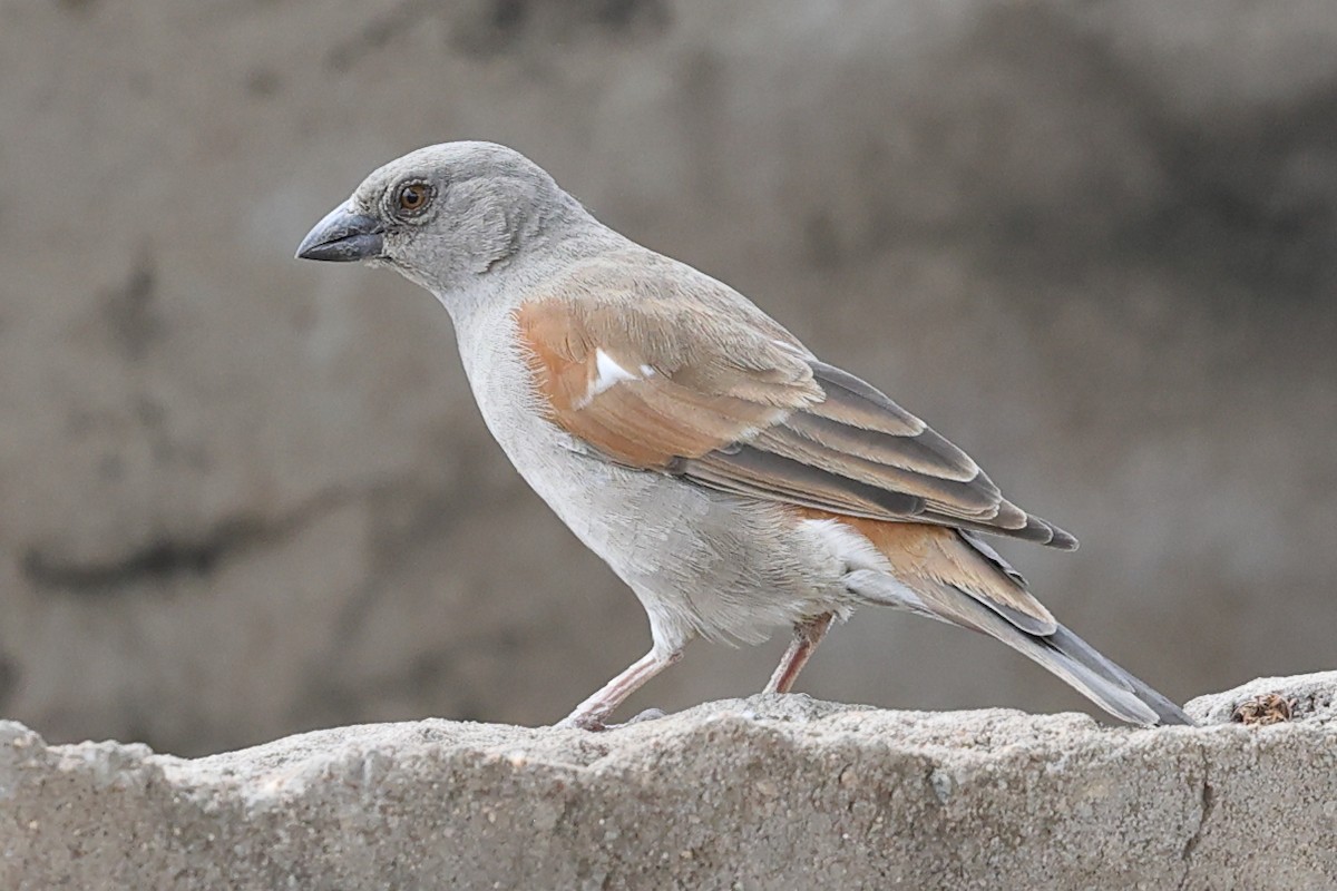 Parrot-billed Sparrow - ML624218922