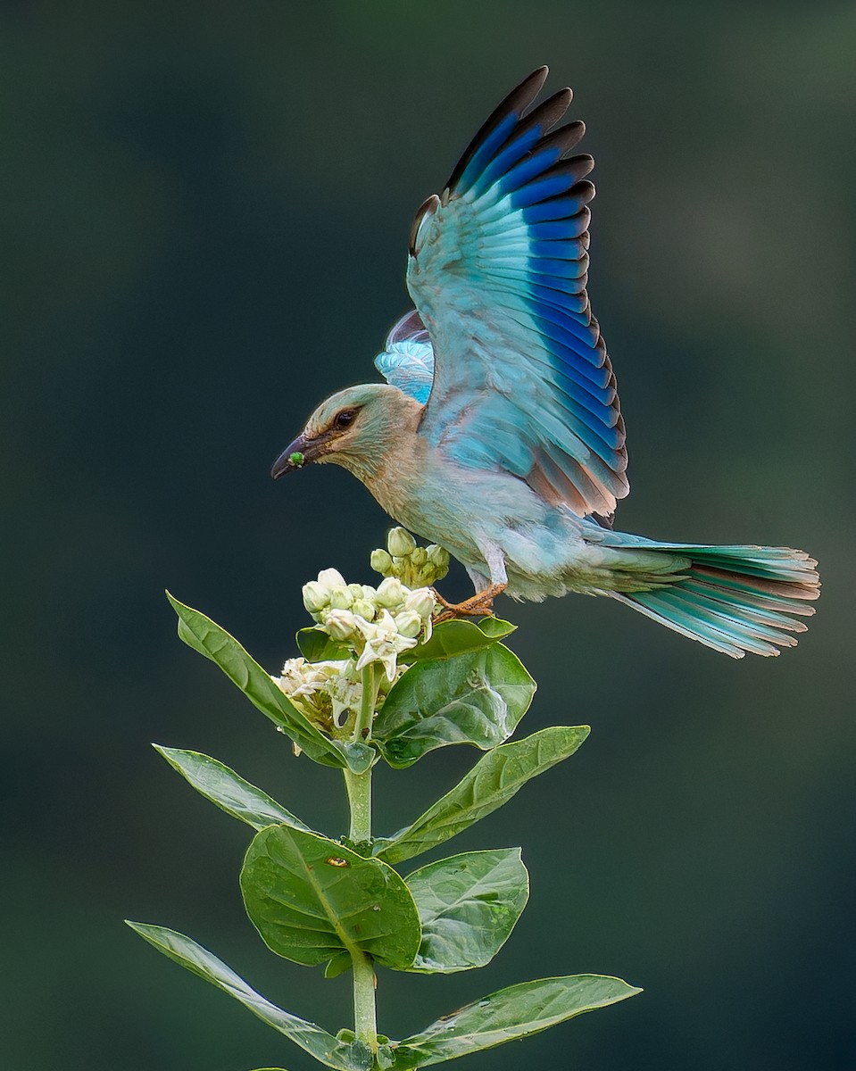 European Roller - ML624218928