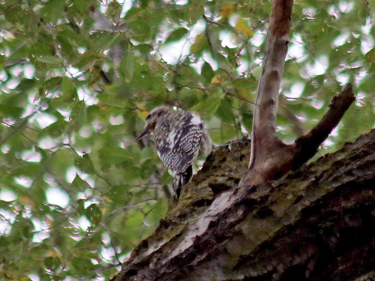 Yellow-bellied Sapsucker - ML624218943