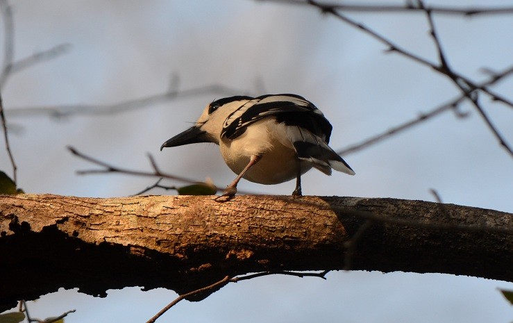 Hook-billed Vanga (Hook-billed) - Richard Rae