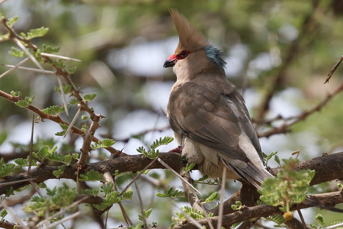 Blue-naped Mousebird - ML624218970