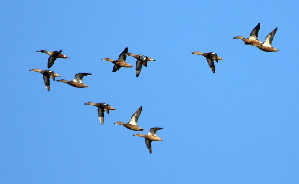 Northern Shoveler - ML624218973