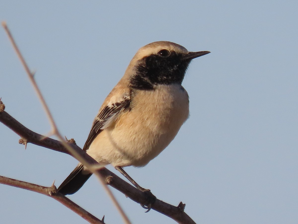 Desert Wheatear - ML624218978