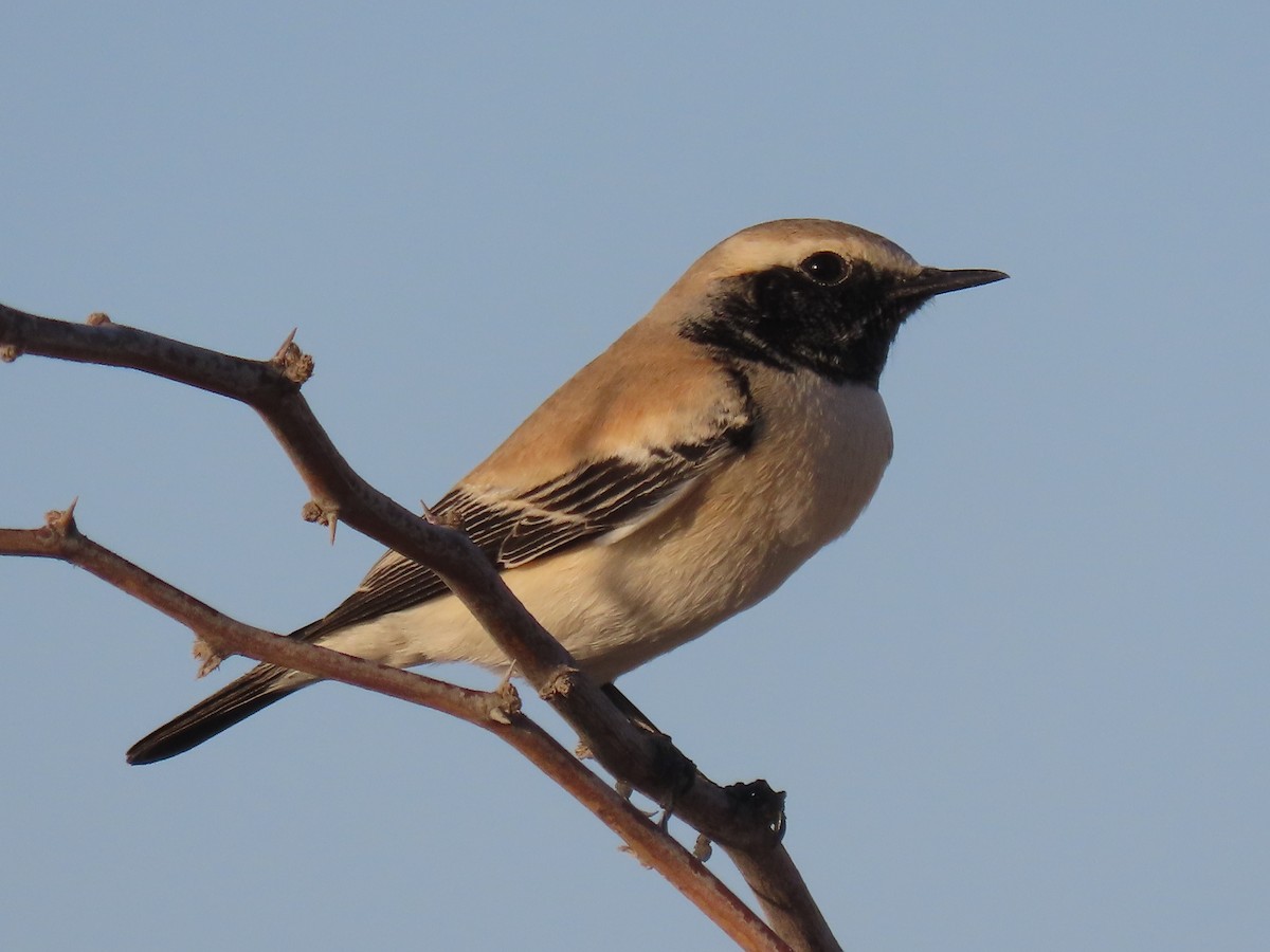 Desert Wheatear - ML624218980