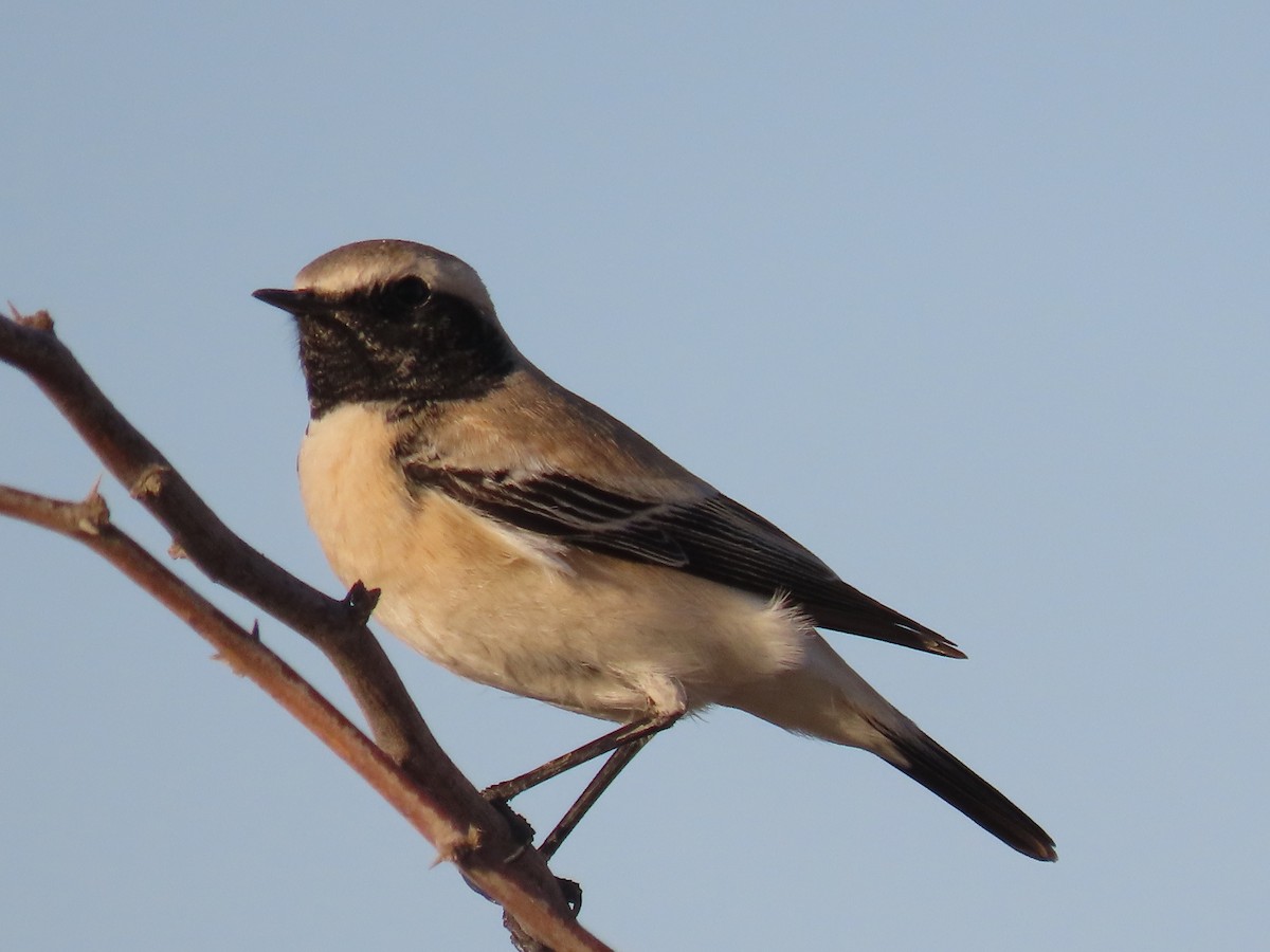 Desert Wheatear - ML624218981