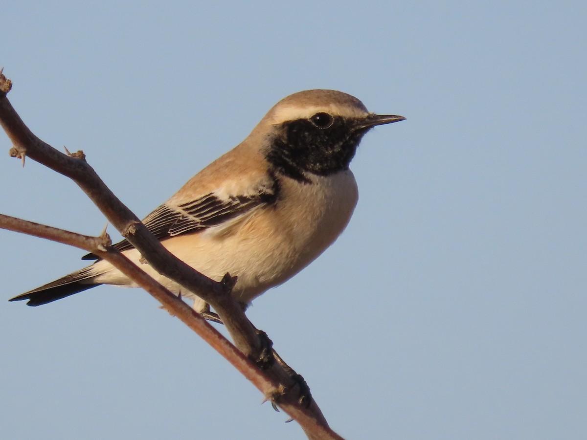 Desert Wheatear - ML624218982