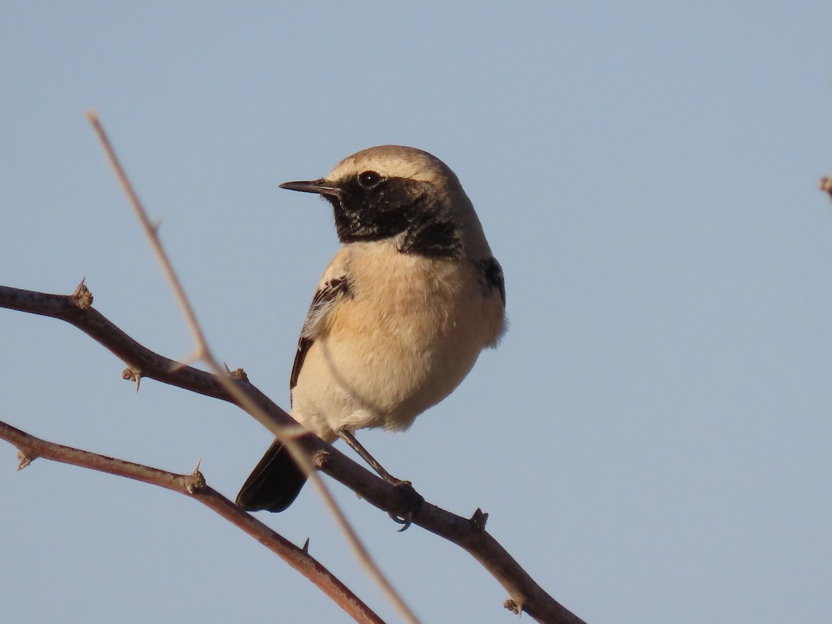 Desert Wheatear - ML624218983