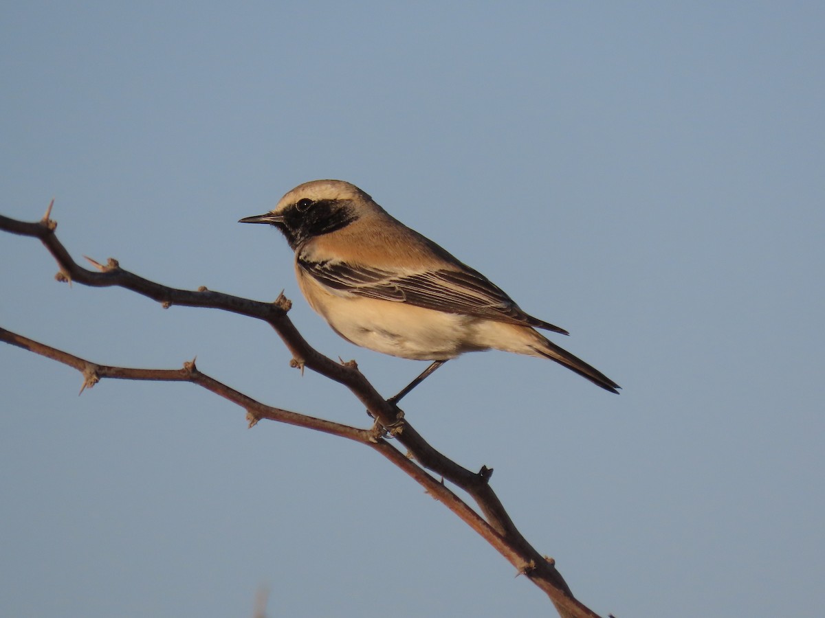 Desert Wheatear - Alireza Kiani nejad