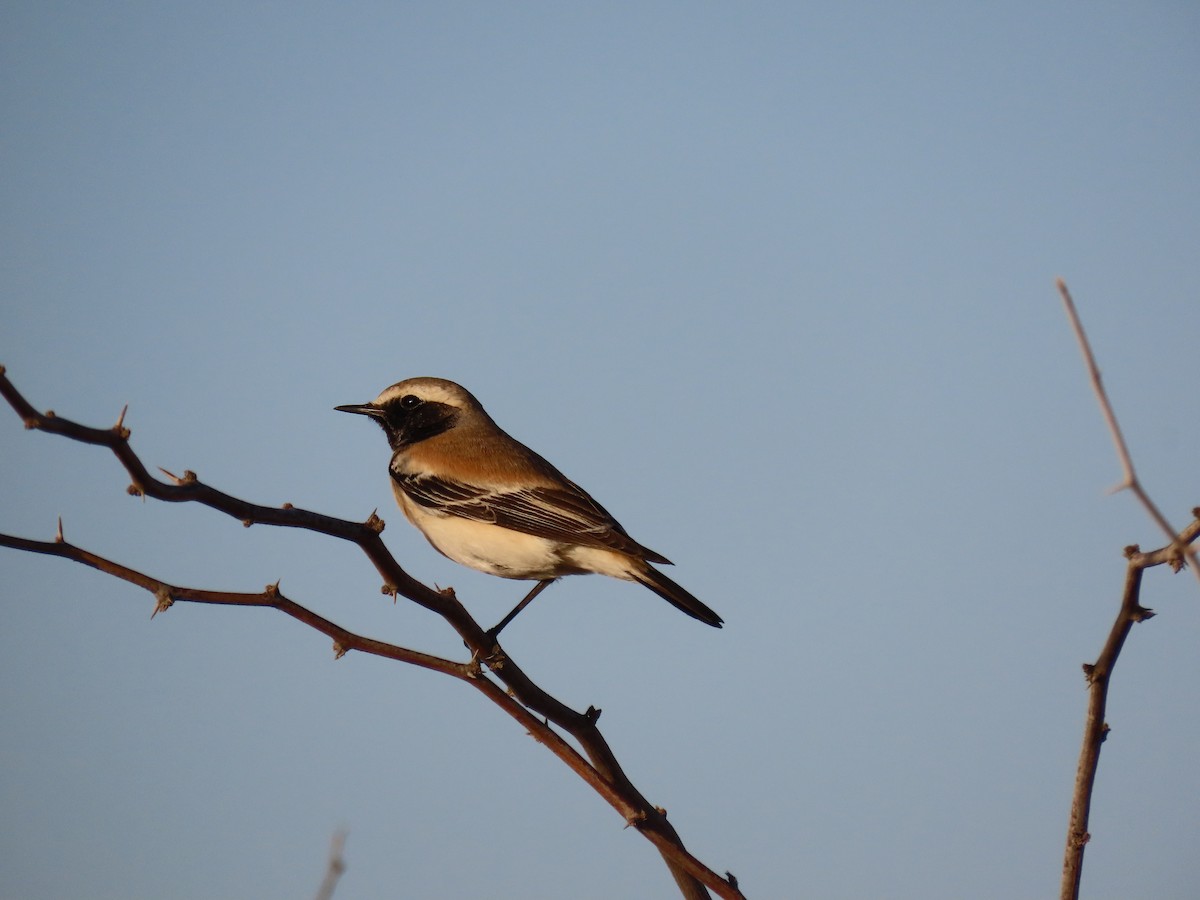 Desert Wheatear - ML624218985