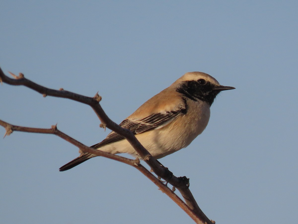 Desert Wheatear - ML624218987