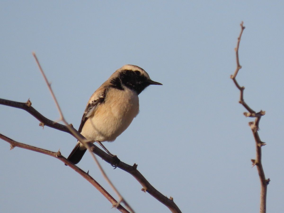 Desert Wheatear - ML624218988