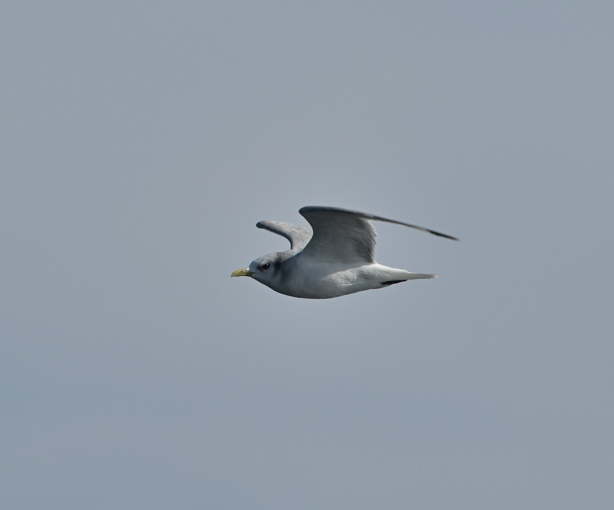 Black-legged Kittiwake - Louis Lemay