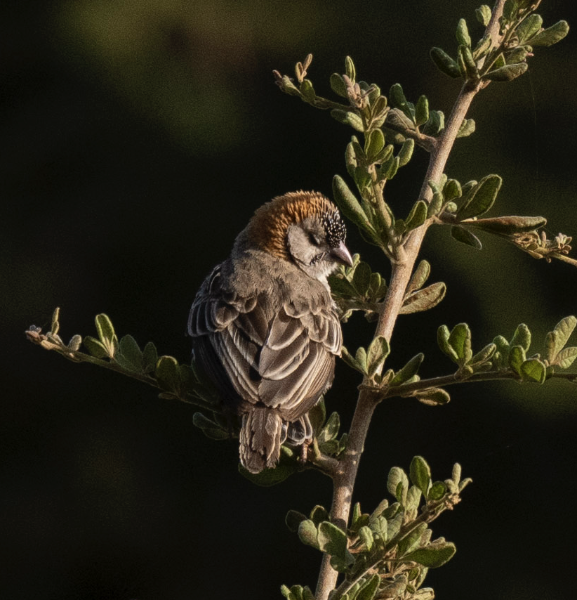 Speckle-fronted Weaver - Anonymous