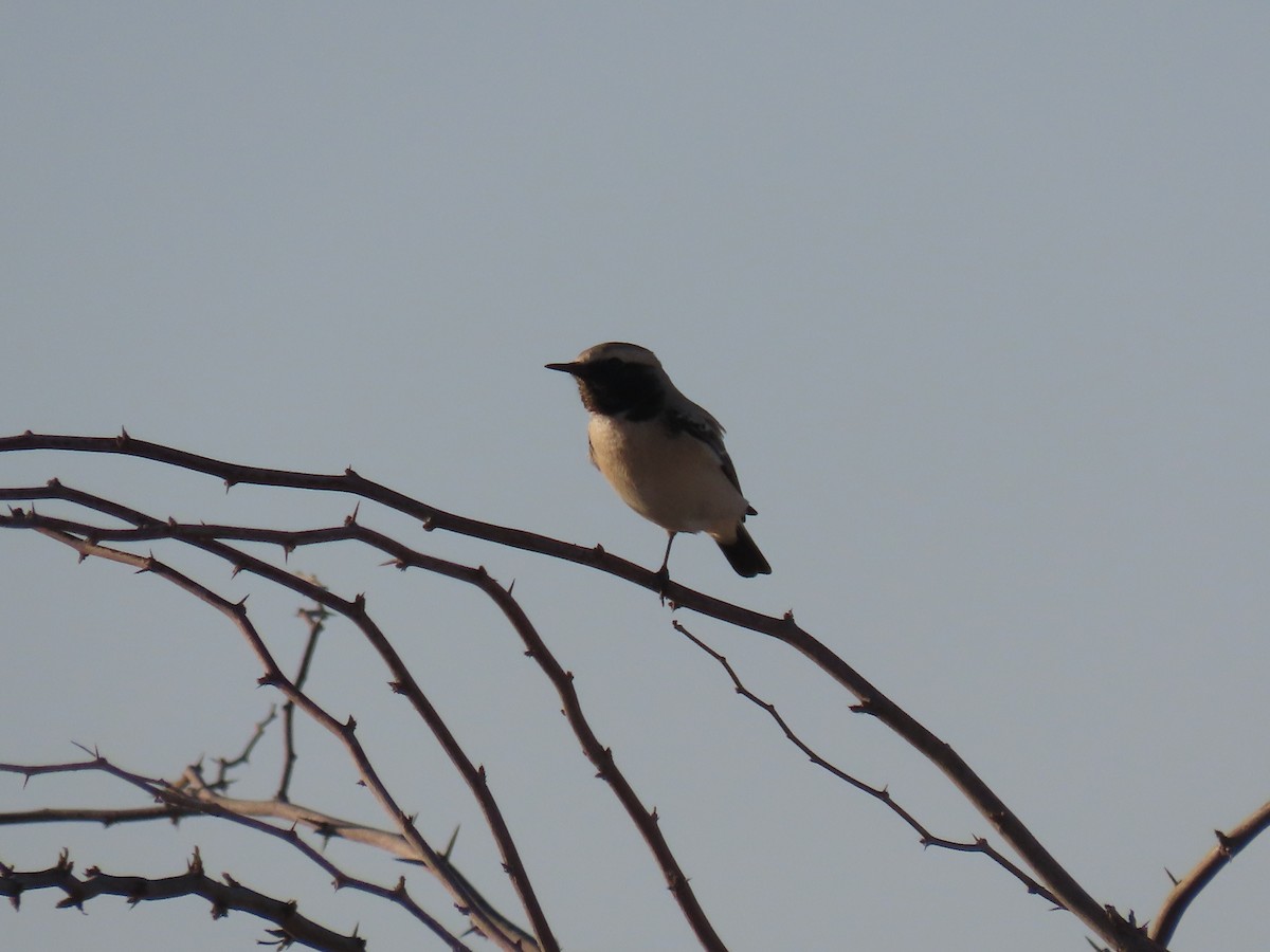 Desert Wheatear - Alireza Kiani nejad