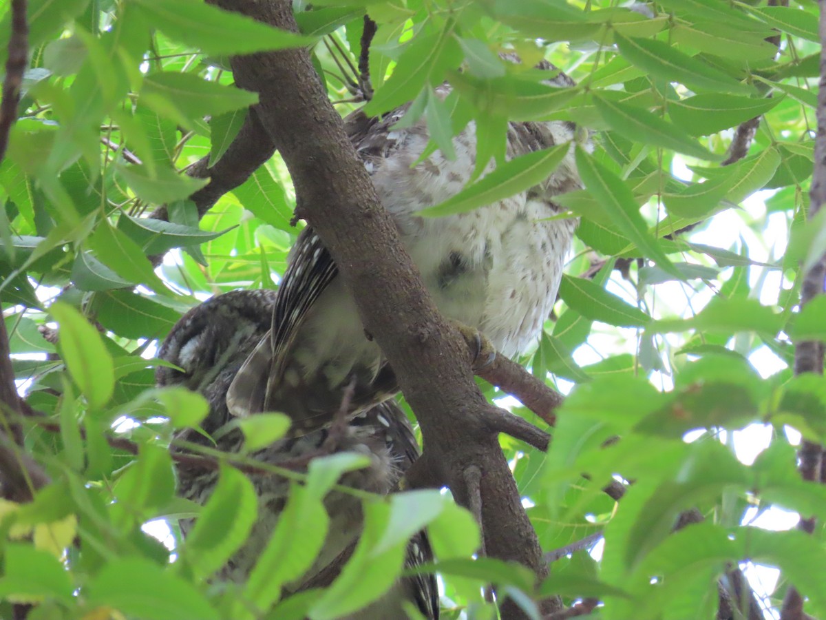 Spotted Owlet - ML624219042